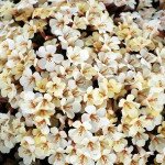 Мімулюс Меджік F1 айворі (ivory) /100 насінин/ *Floranova*