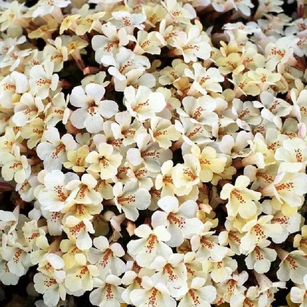 Насіння мімулюсу Меджік F1 айворі (ivory) /100 насінин/ *Floranova*