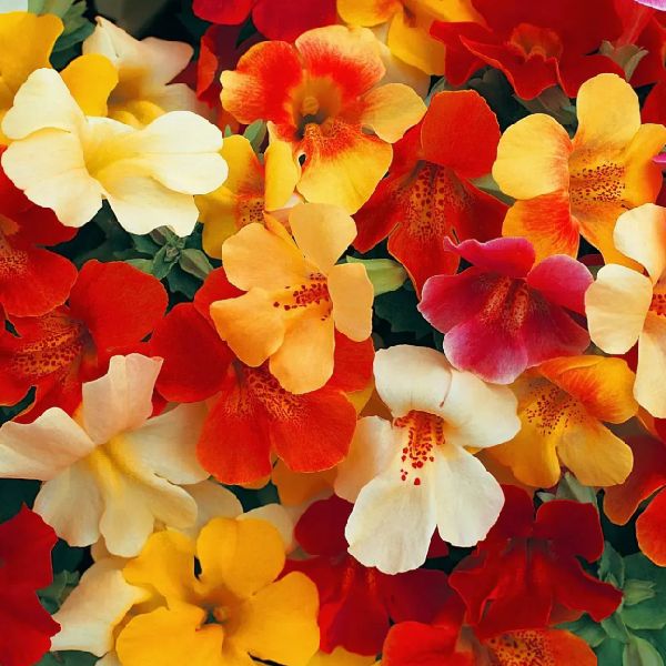 Семена мимулюса Меджик F1 смесь (mix) /100 семян/ *Floranova*