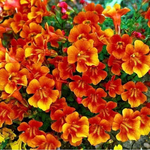 Насіння мімулюсу Меджік F1 помаранчевий (orange) /100 насінин/ *Floranova*