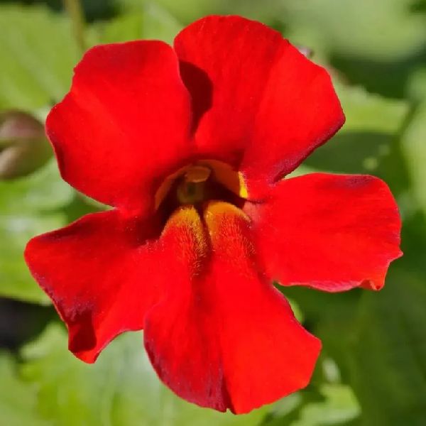 Семена мимулюса Меджик F1 красный (red) /100 семян/ *Floranova*