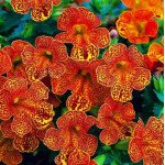 Мімулюс Меджік F1 єлов флейм (yellow flame) /100 насінин/ *Floranova*