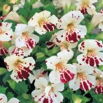 Мимулюс Меджик F1 белый с глазком (white blotch) /100 семян/ *Floranova*