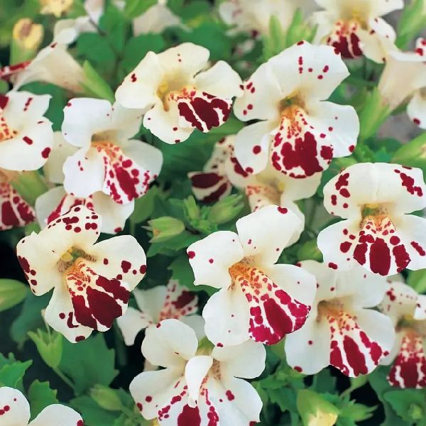 Насіння мімулюсу Меджік F1 білий з вічком (white blotch) /100 насінин/ *Floranova*