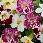 Мімулюс Меджік F1 спрінг блоссом суміш (spring blossom mix) /100 насінин/ *Floranova*