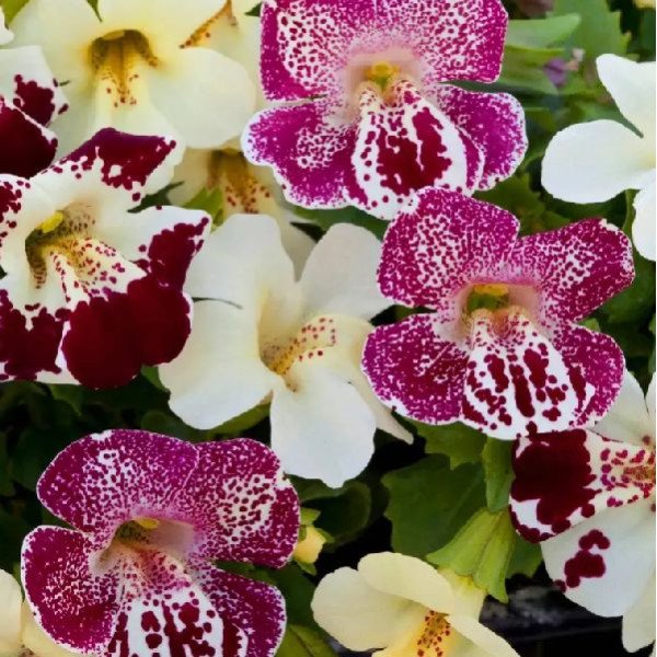 Семена мимулюса Меджик F1 спринг блоссом смесь (spring blossom mix) /100 семян/ *Floranova*