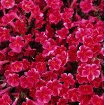 Мімулюс Меджік F1 вайн (wine) /100 насінин/ *Floranova*