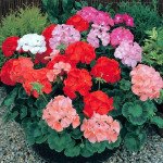 Пеларгония Дансер F2 смесь (mix) /50 семян/ *Floranova*