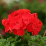 Пеларгония Дансер F2 красная (red) /50 семян/ *Floranova*