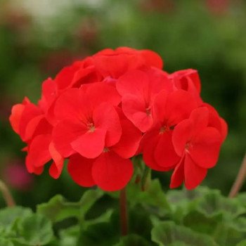 Пеларгония Дансер F2 красная (red) /50 семян/ *Floranova*