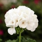 Пеларгонія Дансер F2 біла (white) /50 насінин/ *Floranova*