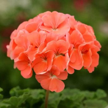 Пеларгония Дансер F2 лососевая (salmon) /50 семян/ *Floranova*