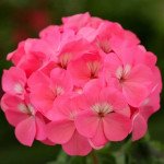 Пеларгония Дансер F2 темно-розовая (deep rose) /50 семян/ *Floranova*