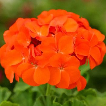 Пеларгония Дансер F2 оранжевая (orange) /50 семян/ *Floranova*