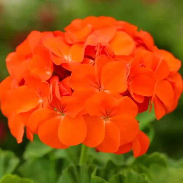 Насіння пеларгонії Дансер F2 помаранчева (orange) /50 насінин/ *Floranova*