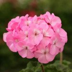 Пеларгонія Дансер F2 пінк (pink) /50 насінин/ *Floranova*