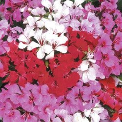 Пеларгонія Торнадо F1 суміш (mix) /25 насінин/ *Syngenta*