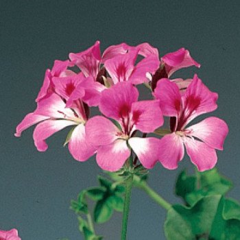 Пеларгонія Торнадо F1 біколор дует (bicolor duet) /25 насінин/ *Syngenta*