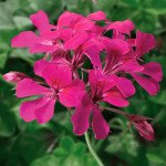 Пеларгонія Торнадо F1 фуксія (fuchsia) /25 насінин/ *Syngenta*