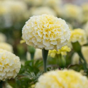 Бархатцы ВайтГолд F1 /100 семян/ *Floranova*