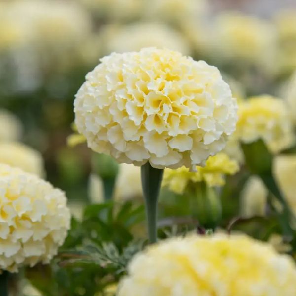 Насіння чорнобривців ВайтГолд F1 /100 насінин/ *Floranova*