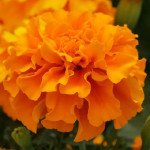 Бархатцы Зенит F1 темно-оранжевые (deep orange) /100 семян/ *Floranova*