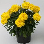 Бархатцы Зенит F1 брайт елов (bright yellow) /100 семян/ *Floranova*