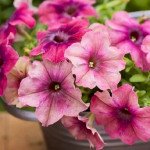 Петуния Шейк F1 черриберри (cherryberry) /500 семян/ *Hem Genetics*