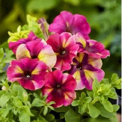 Петуния Шейк F1 расберри (raspberry) /500 семян/ *Hem Genetics*