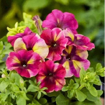 Петуния Шейк F1 расберри (raspberry) /500 семян/ *Hem Genetics*