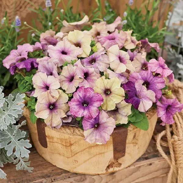 Семена петунии Шейк F1 блуберри (blueberry) /500 семян/ *Hem Genetics*