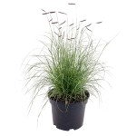 Бизоновая трава Моззии /50 семян/ *Benary*