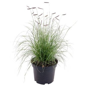 Бізонова трава Моззіі /50 насінин/ *Benary*