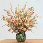 Вербаскум Саузен Шарм /25 насінин/ *Pan American*