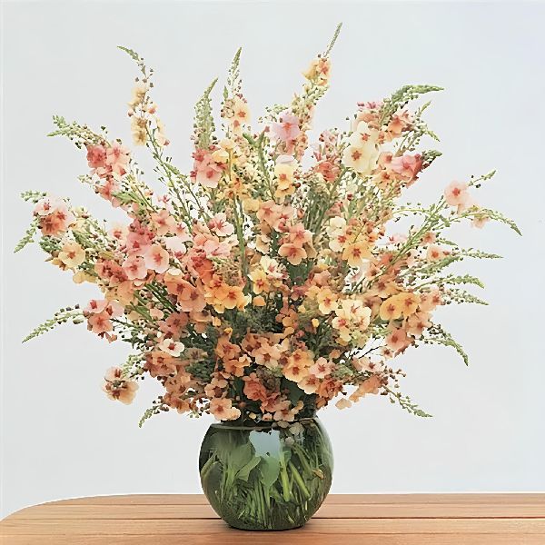 Семена вербаскума Саузен Шарм /25 семян/ *Pan American*