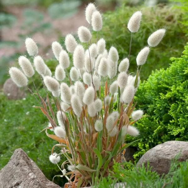 Семена лагуруса Банни /100 семян/ *Benary*