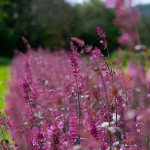 Люфант Зани красный /50 семян/ *Benary*