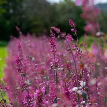 Люфант Зані червоний /50 насінин/ *Benary*
