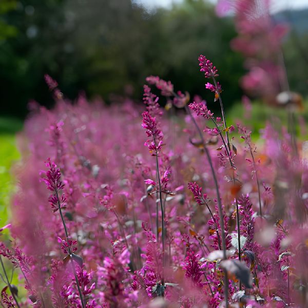 Семена люфанту Зани красный /50 семян/ *Benary*