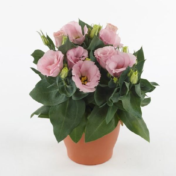 Семена эустомы Джульетта F1 розовая (pink) /100 драже/ *Takii Seeds*
