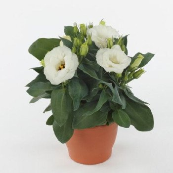 Эустома Джульетта F1 белая (white) /100 драже/ *Takii Seeds*