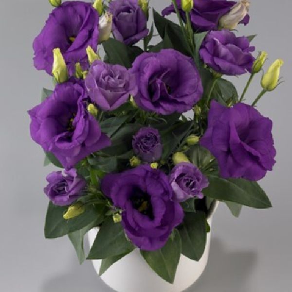 Семена эустомы Рози F1 лавандер блу (lavender blue) /100 драже/ *Takii Seeds*