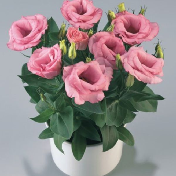 Семена эустомы Рози F1 розовая (pink) /100 драже/ *Takii Seeds*