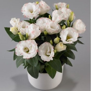 Эустома Рози F1 розовое пикоти (rose picotee) /100 драже/ *Takii Seeds*