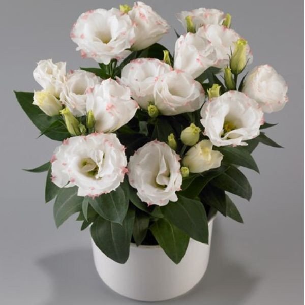 Семена эустомы Рози F1 розовое пикоти (rose picotee) /100 драже/ *Takii Seeds*