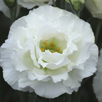 Эустома Корелли F1 2 белая (white) /100 драже/ *Takii Seeds*