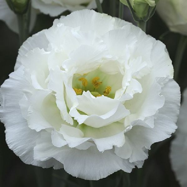 Семена эустомы Корелли F1 2 белая (white) /100 драже/ *Takii Seeds*