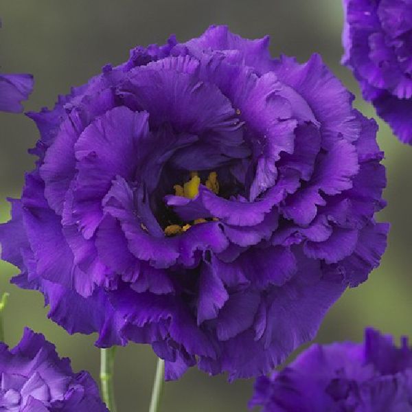 Семена эустомы Корелли F1 3 синяя (blue) /100 драже/ *Takii Seeds*