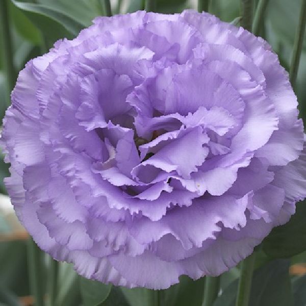 Семена эустомы Корелли F1 3 лавандовая (lavender) /100 драже/ *Takii Seeds*