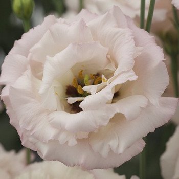 Эустома Корелли F1 3 светло-розовая (light pink) /100 драже/ *Takii Seeds*